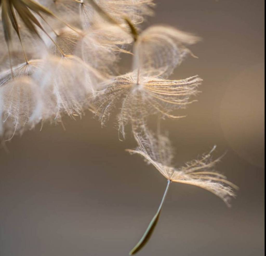 Ein Trost für meine geehrten Geschwister, die eine geliebte Person verloren haben: